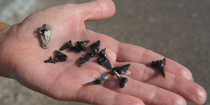 Fossilized Sharks Teeth