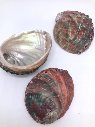 Rainbow Abalone Smudging Shell