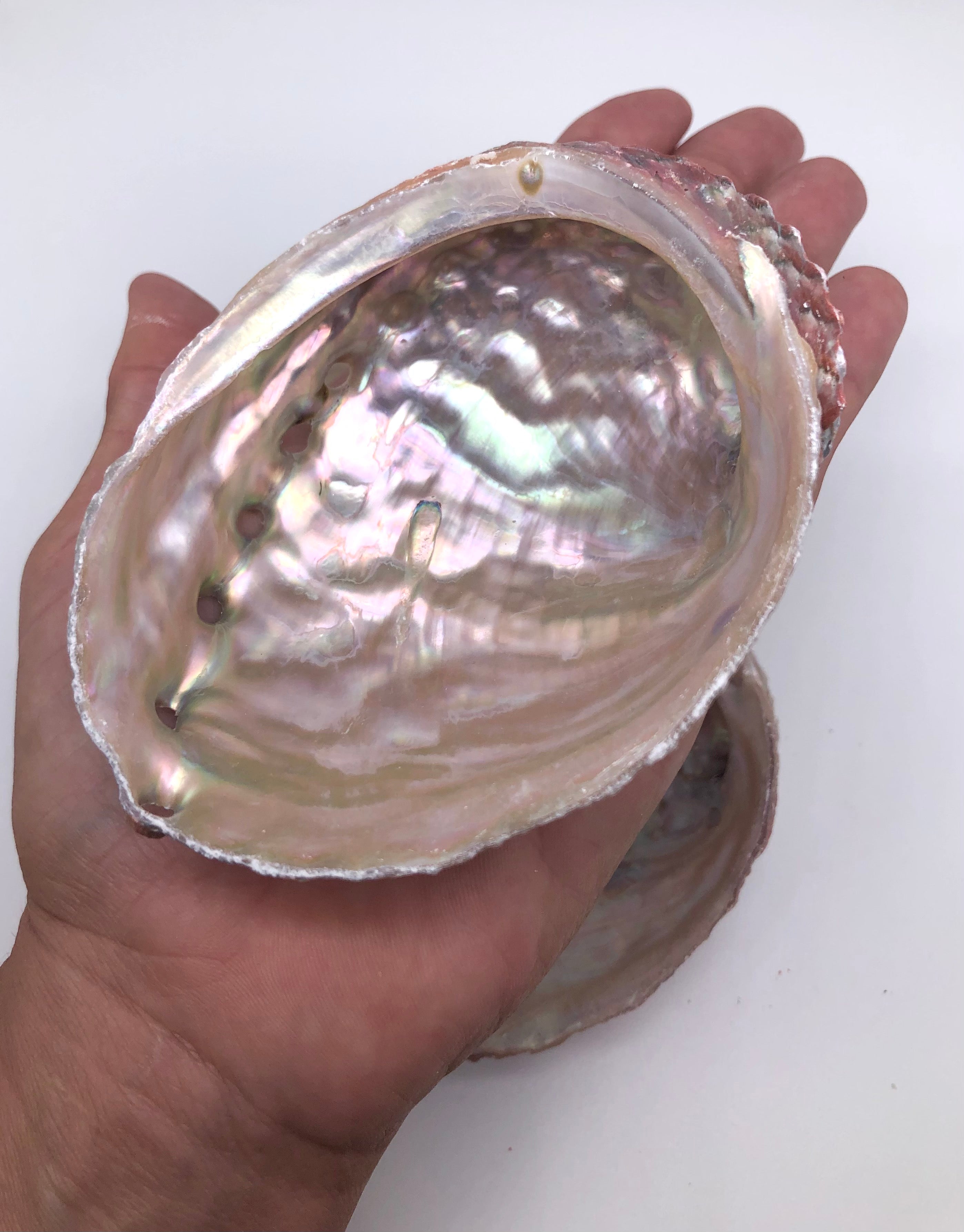 Rainbow Abalone Smudging Shell