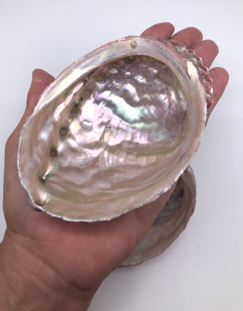 Rainbow Abalone Smudging Shell
